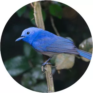 Black-naped monarch
