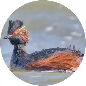 Black-necked grebe