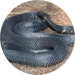 Black-necked spitting cobra
