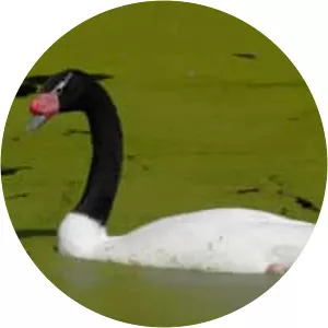Black-necked swan