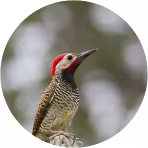 Black-necked woodpecker