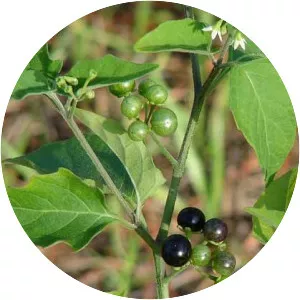 Black nightshade