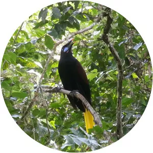 Black oropendola
