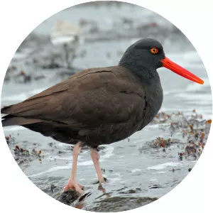 Black oystercatcher