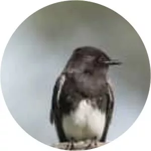Black phoebe - Bird