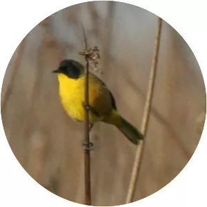 Black-polled yellowthroat - Bird