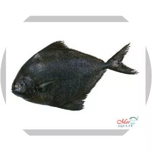 Black pomfret
