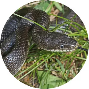 Black rat snake