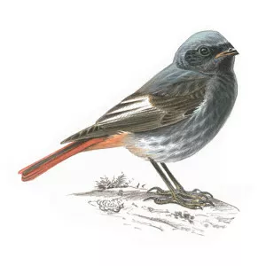 Black redstart - Bird