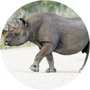 Black rhinoceros