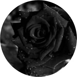 Black rose