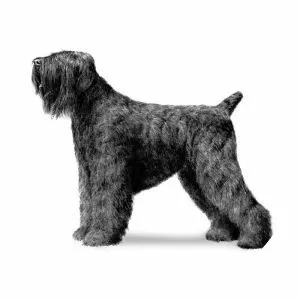 Black Russian Terrier