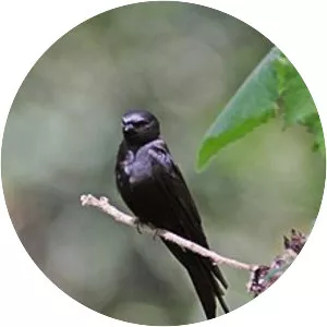 Black saw-wing - Bird