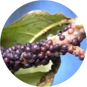 Black Scale - Insect