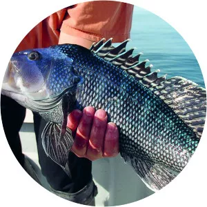 Black sea bass