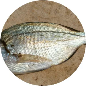 Black seabream