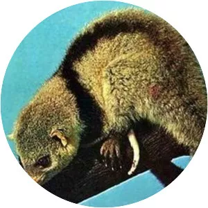 Black-shouldered opossum photograph