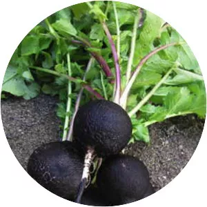 Black Spanish Radish - Plants