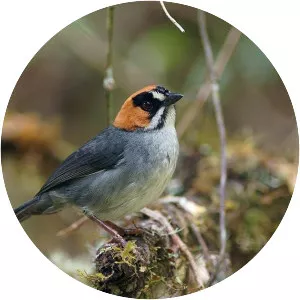 Black-spectacled brush finch