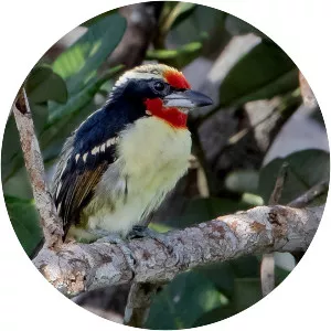 Black-spotted barbet