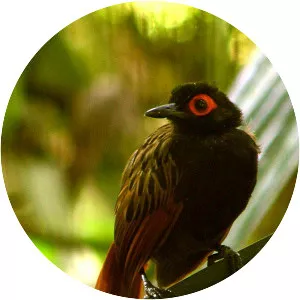 Black-spotted bare-eye photograph