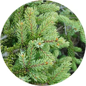 Black spruce