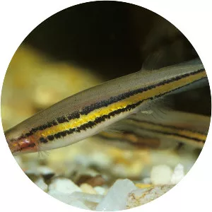 Black-stripe minnow