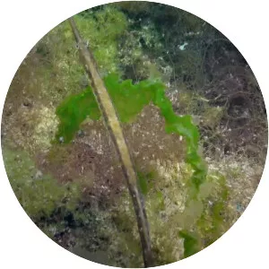 Black-striped pipefish