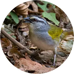 Black-striped sparrow - Bird