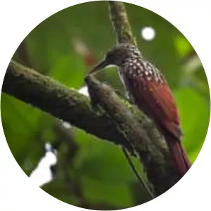 Black-striped woodcreeper