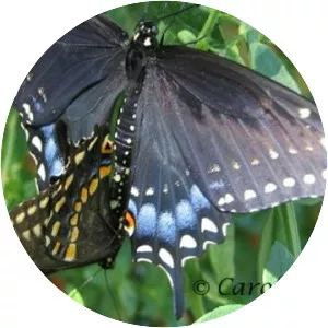 Black swallowtail