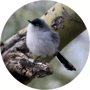 Black-tailed gnatcatcher