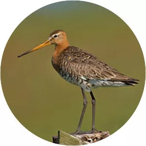 Black-tailed godwit