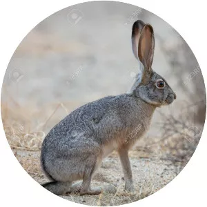 Black-tailed jackrabbit