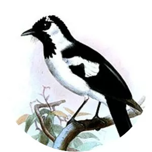 Black-tailed monarch - Bird