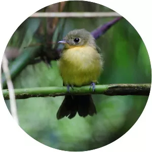 Black-tailed myiobius