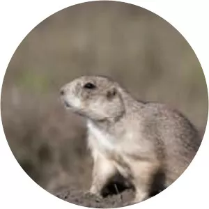 Black-tailed prairie dog