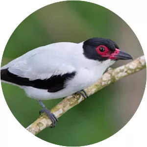 Black-tailed tityra - Bird