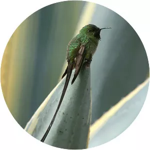 Black-tailed trainbearer - Bird