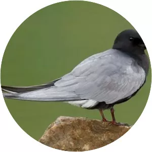 Black tern