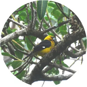 Black-thighed grosbeak - Bird