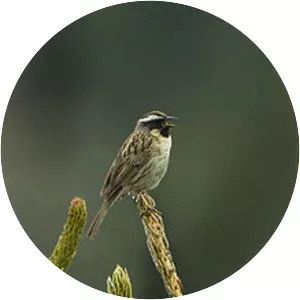 Black-throated accentor