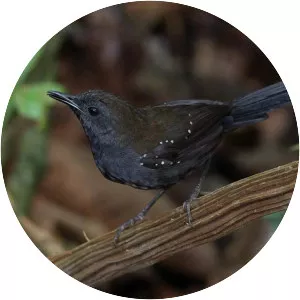Black-throated antbird