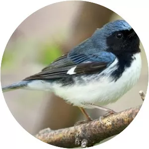 Black-throated blue warbler