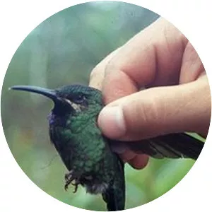 Black-throated brilliant