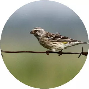 Black-throated canary