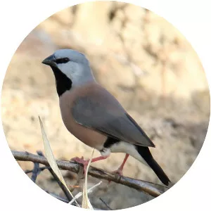 Black-throated finch