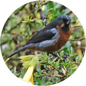 Black-throated flowerpiercer - Bird