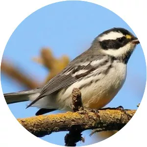 Black-throated gray warbler