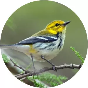 Black-throated green warbler
